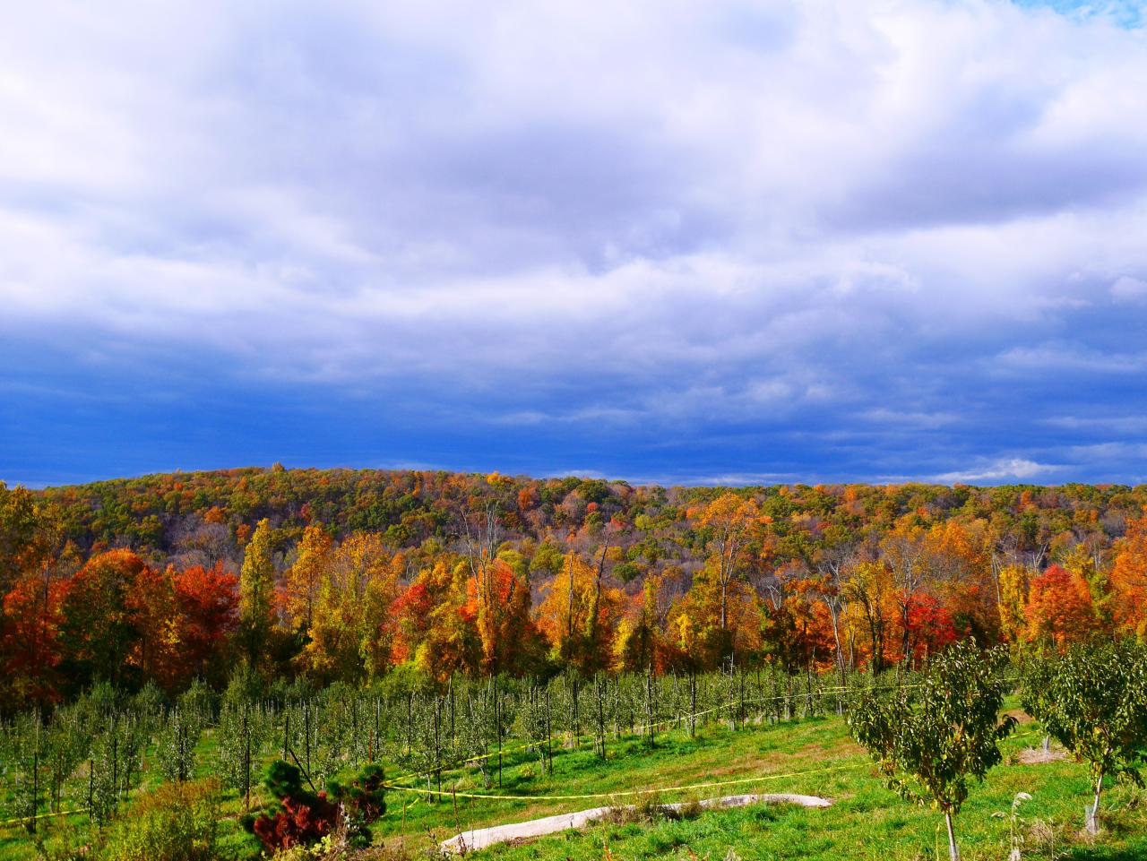 The Best Ways to Enjoy Harvest Moon Orchard This Fall