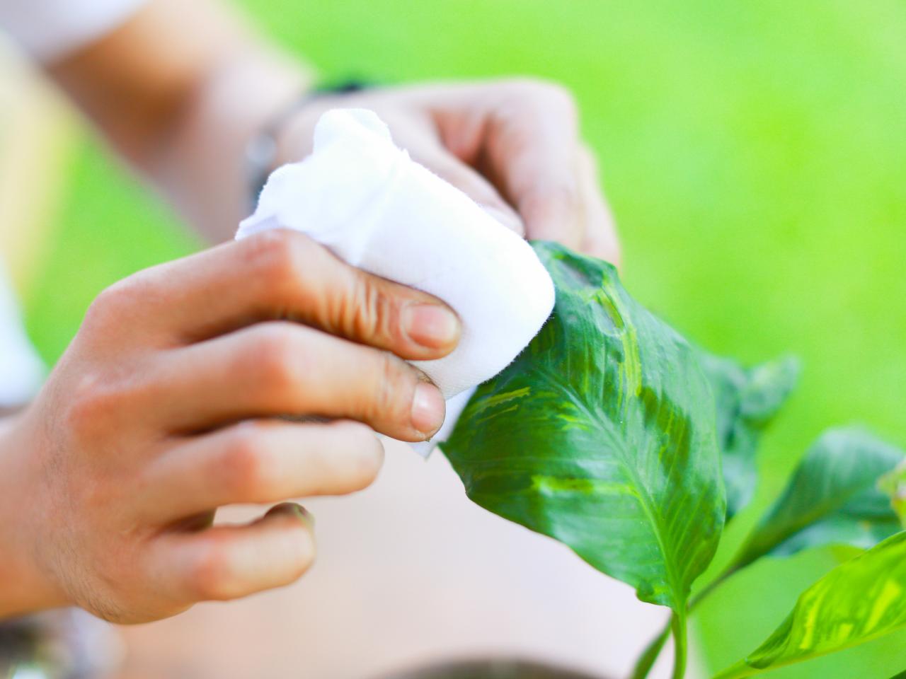 How to Clean Dust Off Hanging Plants