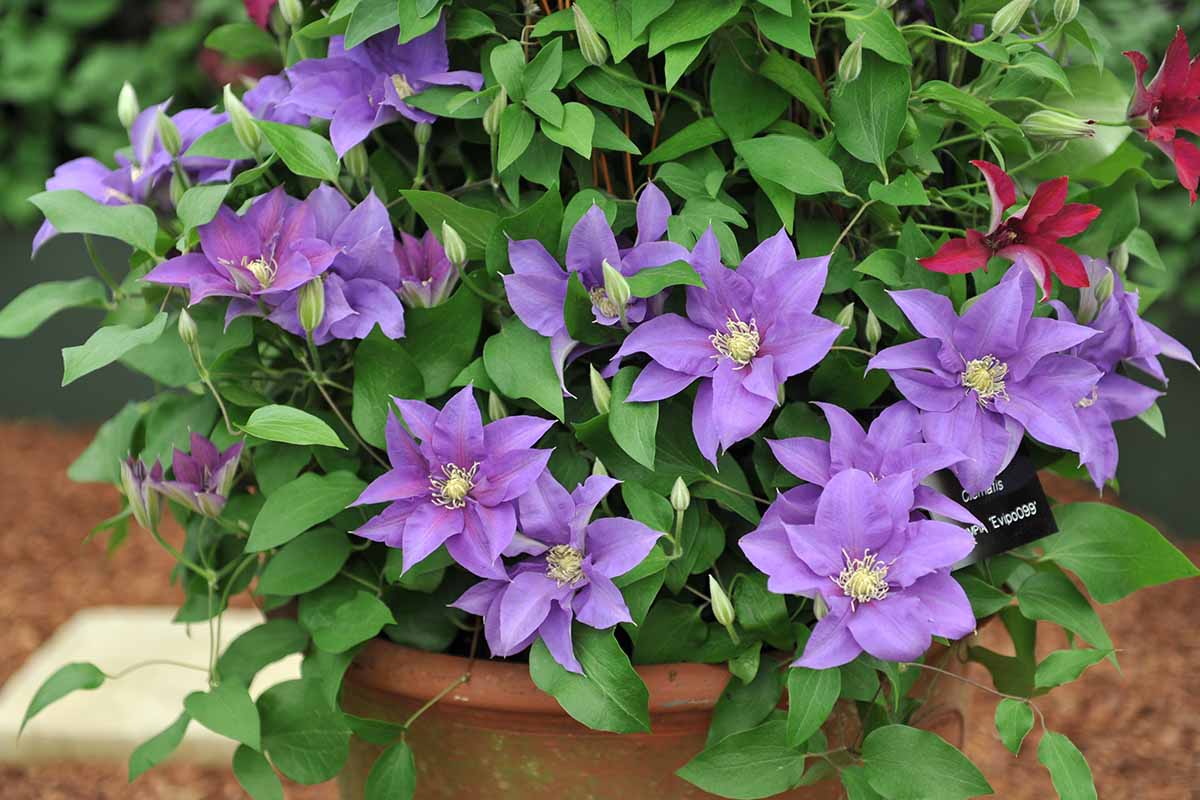 Discover How to Achieve a Thriving Clematis Collection