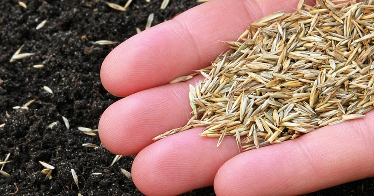 When to Sow Grass Seed in the UK: Don’t Miss These Prime Windows!