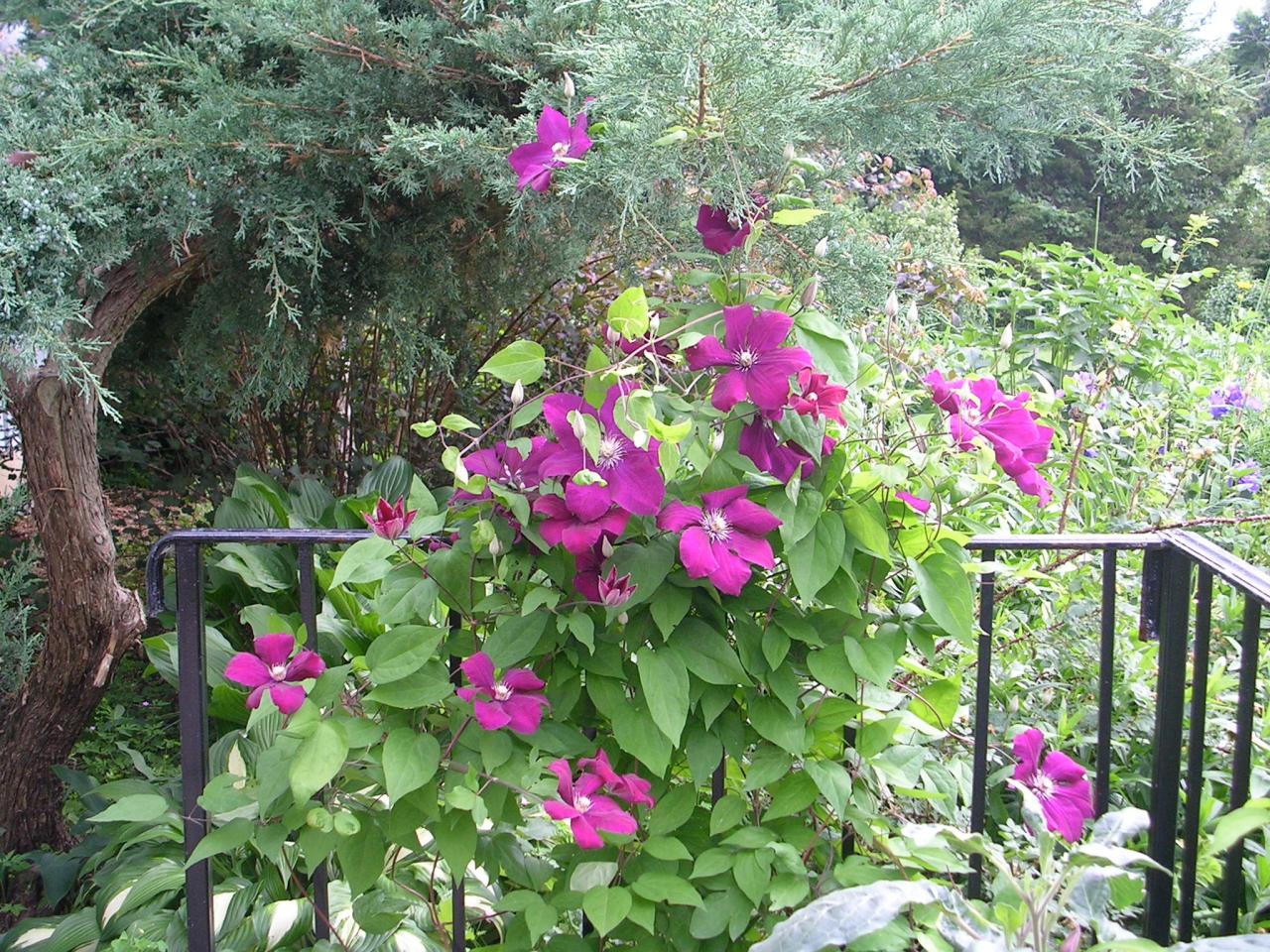 Discover How to Achieve a Thriving Clematis Collection