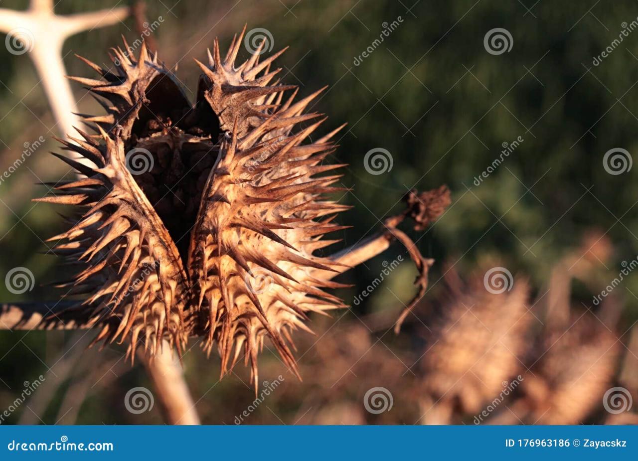 The Genius of Spiky Seed Evolution: A Natural Defense