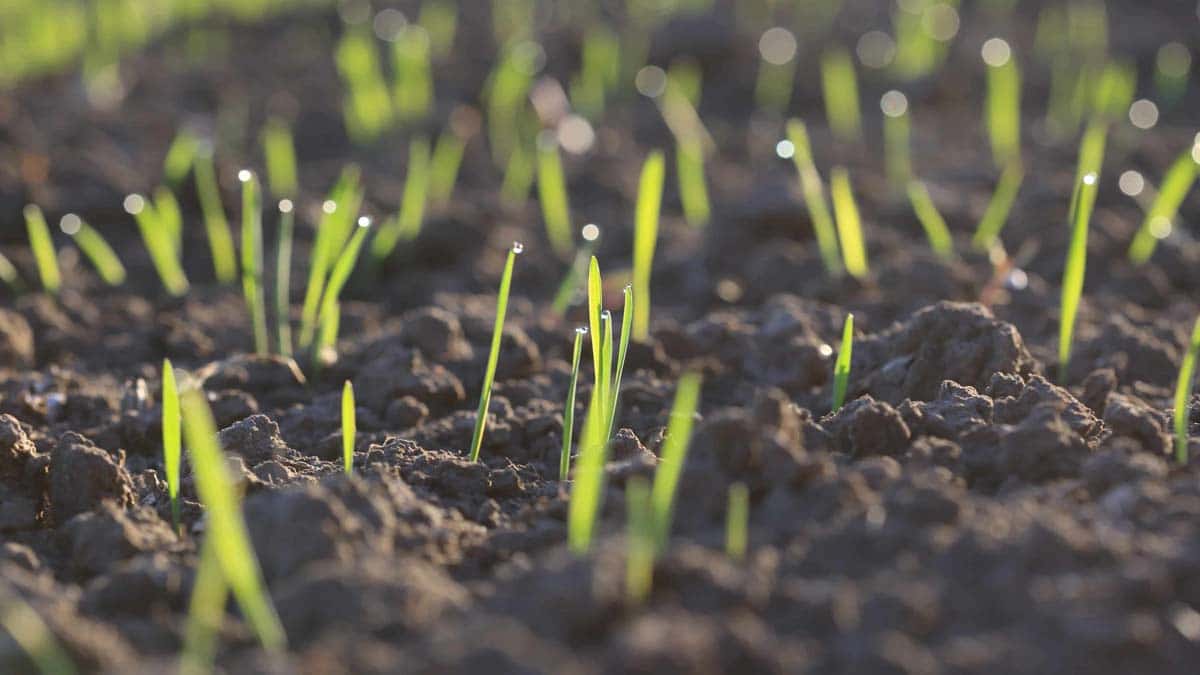 When to Sow Grass Seed in the UK: Don’t Miss These Prime Windows!