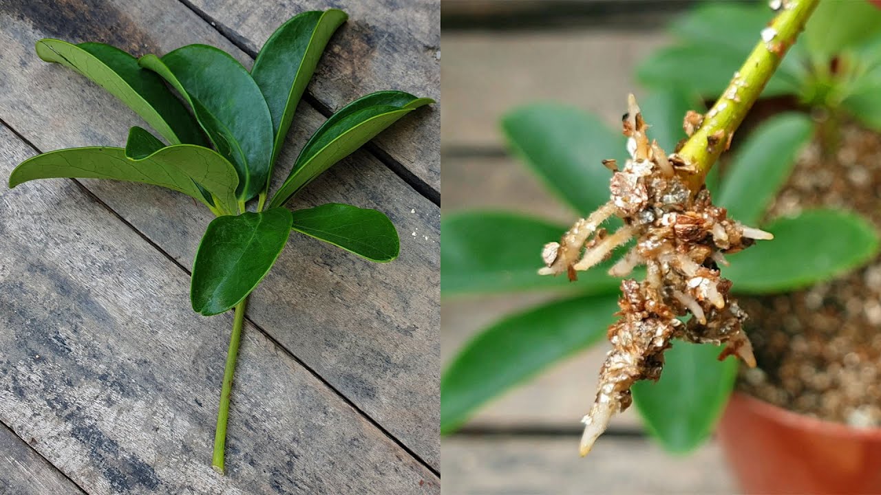 The Best Techniques for Effective Schefflera Propagation