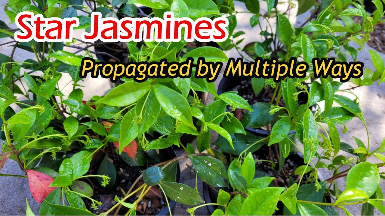 Step-by-Step Guide to Successful Star Jasmine Propagation!