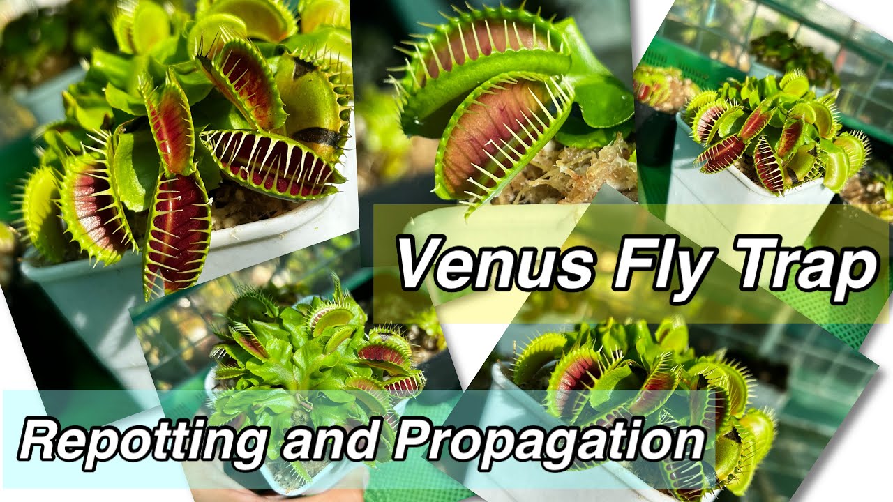 Can You Propagate Venus Fly Traps From Leaves? Find Out!