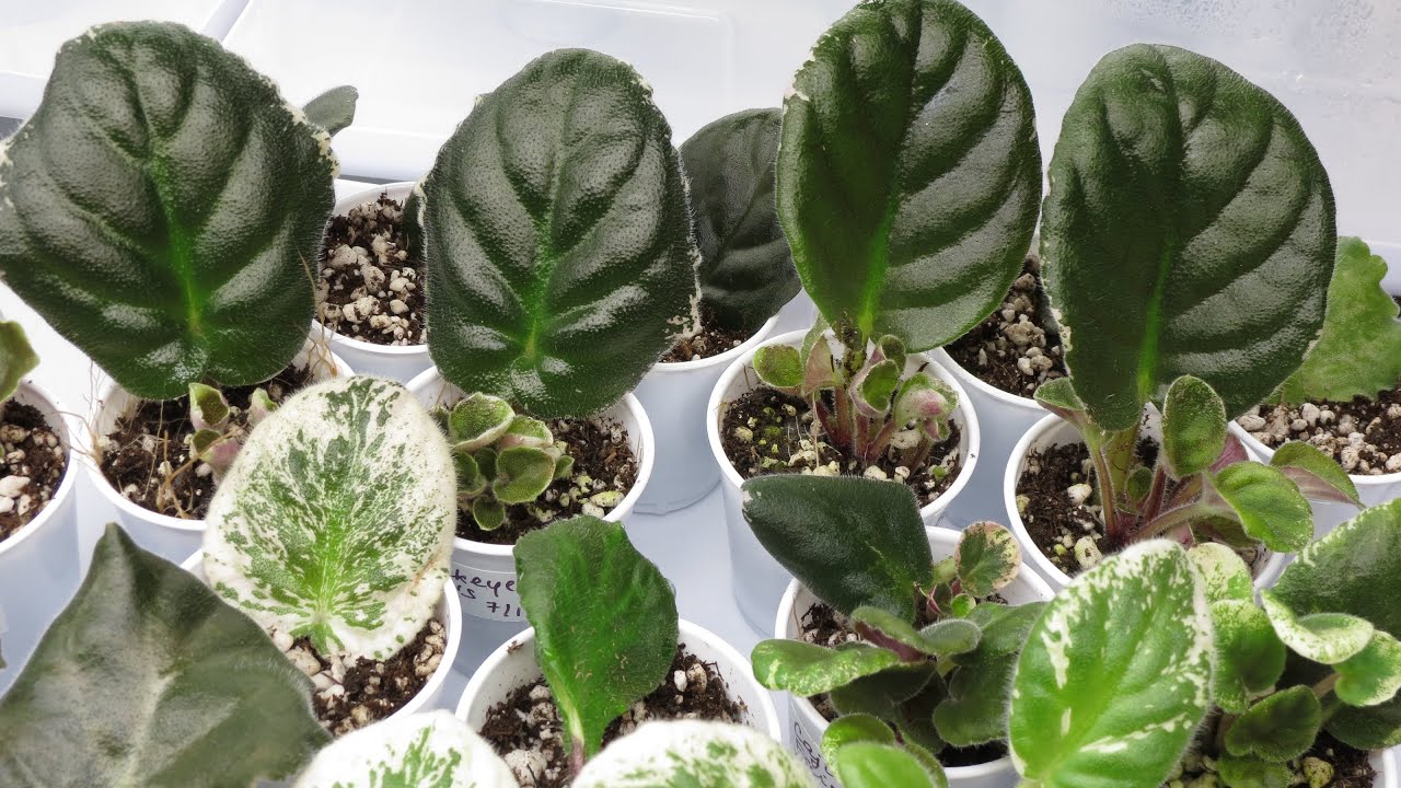 African violets violet propagate cuttings leaf cloning propagation