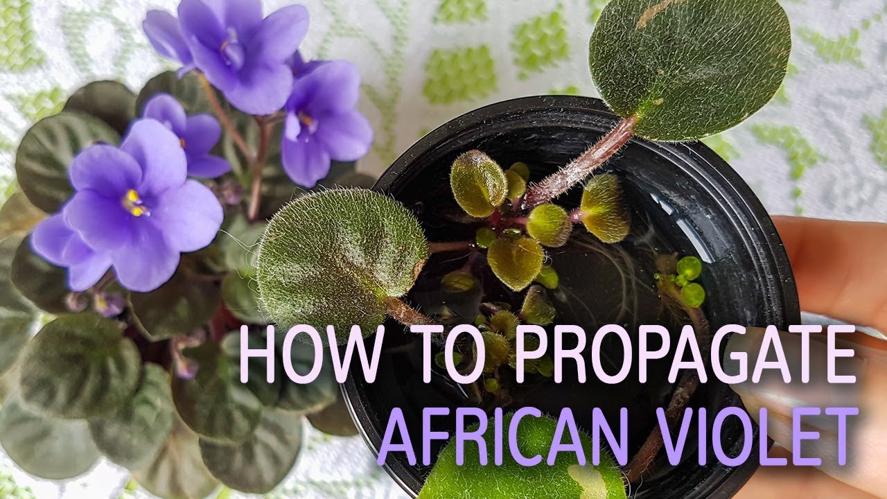 Propagate African Violets Indoors: Beginners Guide