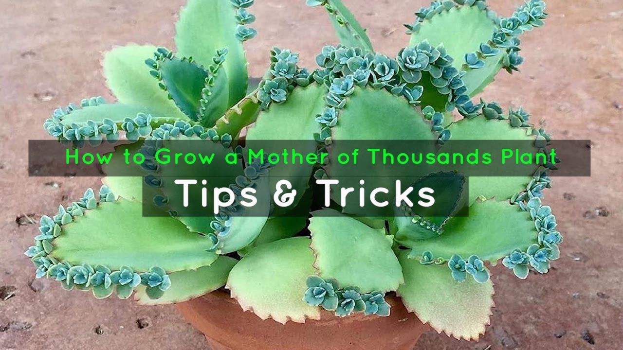 How to Multiply Your Mother of Thousands Collection in No Time