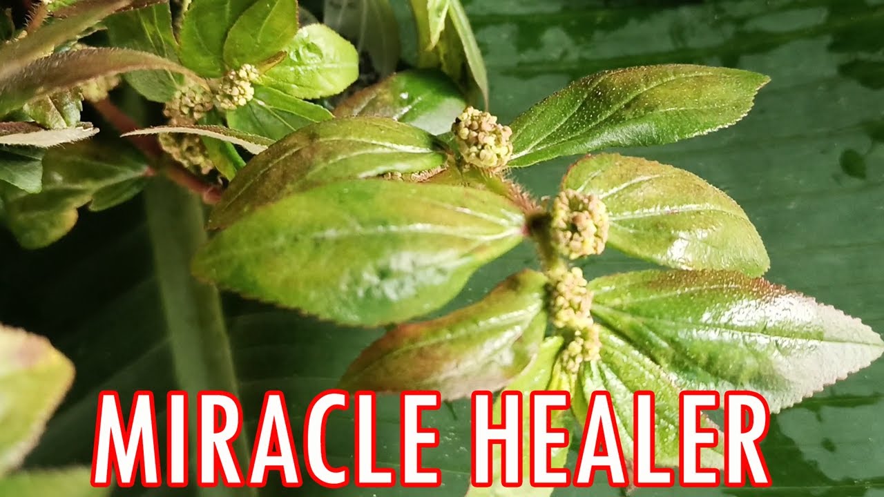 How to Use Biota Herb for Total Wellness and Healing