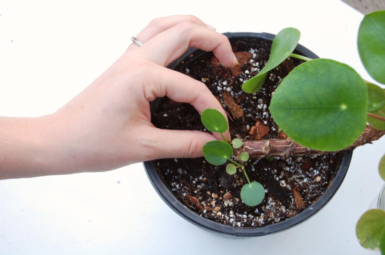 Create a Pilea Paradise: Propagate for Maximum Impact